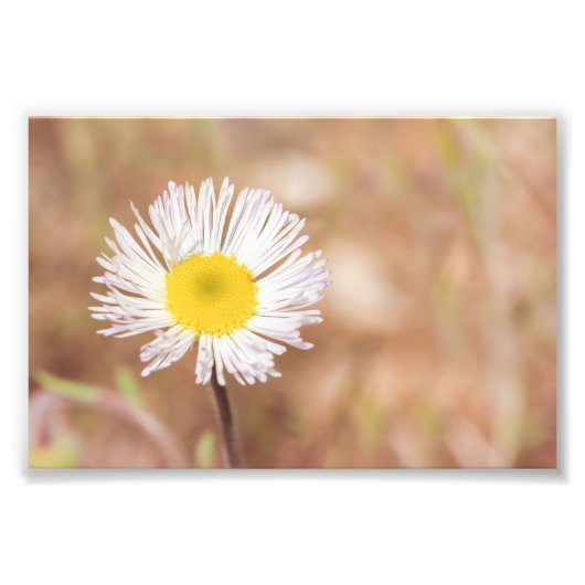 Kleine Witte Wilde Daisy Bloem met Geel Centrum Foto Afdruk (Voorkant)