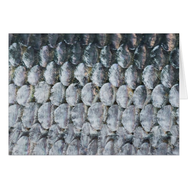 Kleine zalmschalen (Voorkant Horizontaal)