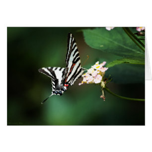 Kleine Zebra Kaart