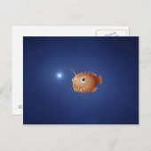 Kleine zeeduivel briefkaart (Voorkant / Achterkant)