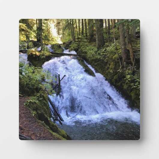 Kleine zigzag-Herfsten, OF Fotoplaat (Voorkant)