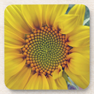 Kleine zonnebloem onderzetter