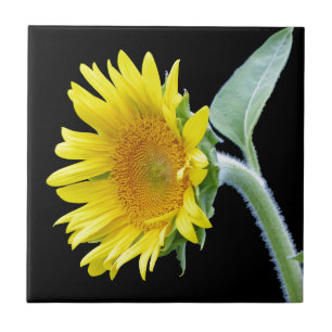 Kleine zonnebloem tegeltje