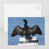 Kleine zwarte aalscholver briefkaart (Voorkant / Achterkant)