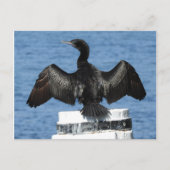 Kleine zwarte aalscholver briefkaart (Voorkant)