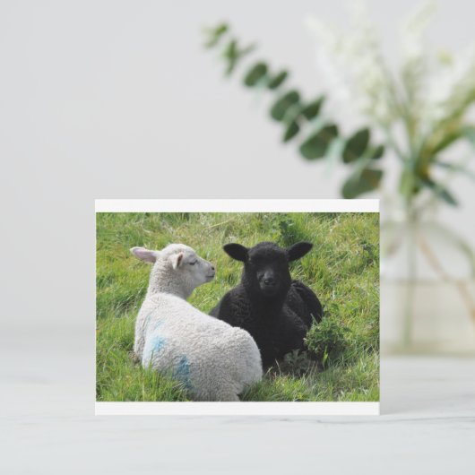 Kleine zwarte en witte lammeren briefkaart (Staand voorkant)