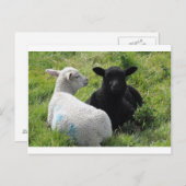 Kleine zwarte en witte lammeren briefkaart (Voorkant / Achterkant)