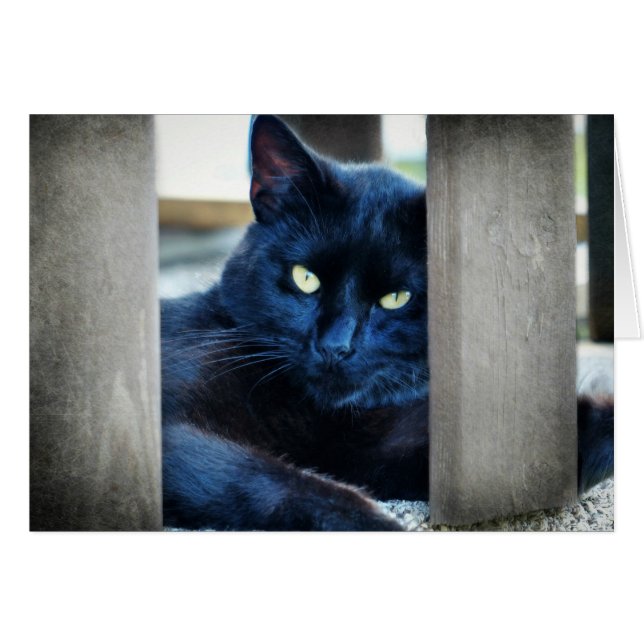 Kleine zwarte Kat (Voorkant Horizontaal)