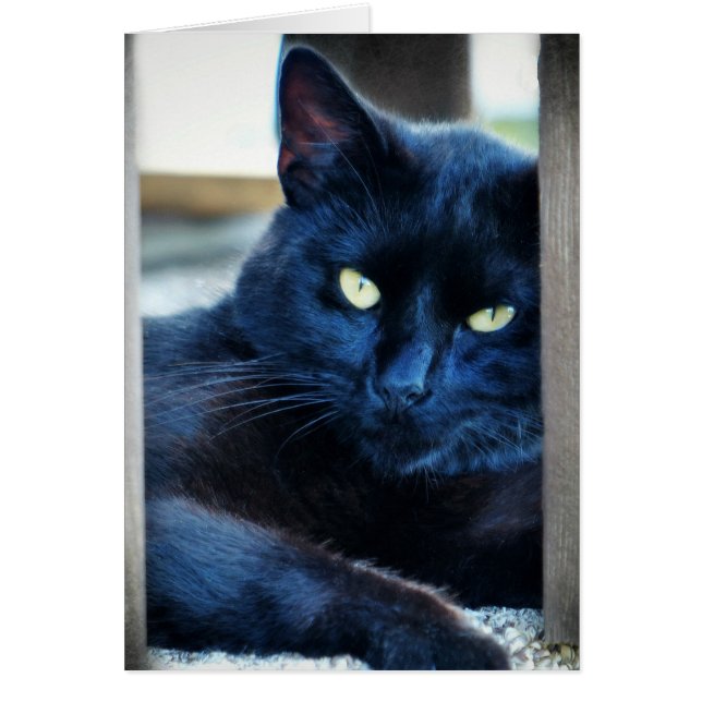 Kleine zwarte Kat (Voorkant)