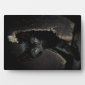 Kleine zwarte Kat Fotoplaat (voorkant)