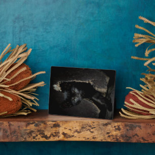 Kleine zwarte Kat Fotoplaat