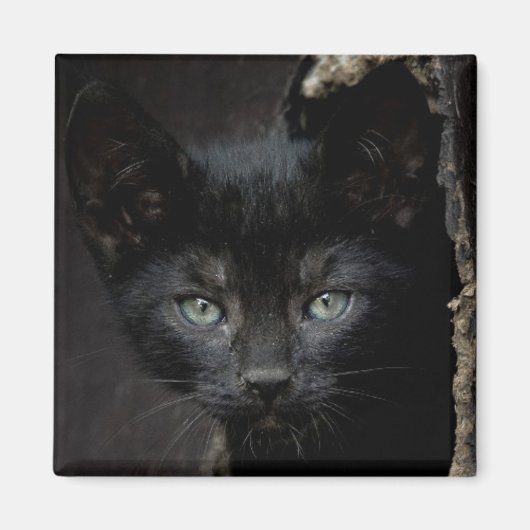 Kleine zwarte Kat Magneet (Voorkant)