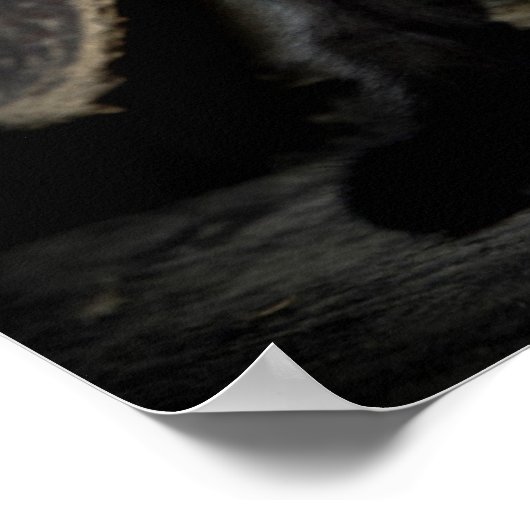 Kleine zwarte Kat Poster (Hoek)