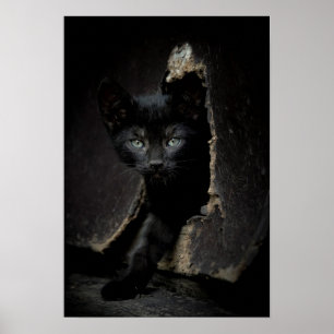 Kleine zwarte Kat Poster