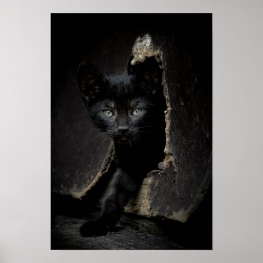 Kleine zwarte Kat Poster (Voorkant)