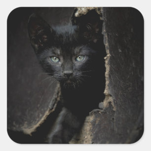 Kleine zwarte Kat Vierkante Sticker