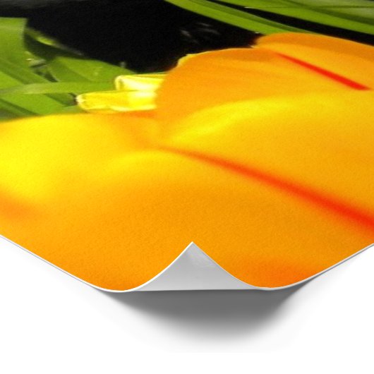 Kleine zwarte kitten in de tuin Tulip Poster (Hoek)