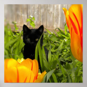 Kleine zwarte kitten in de tuin Tulip Poster