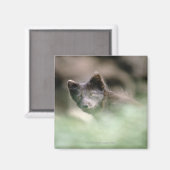 Kleine zwarte wolf magneet (Voorkant / Achterkant)