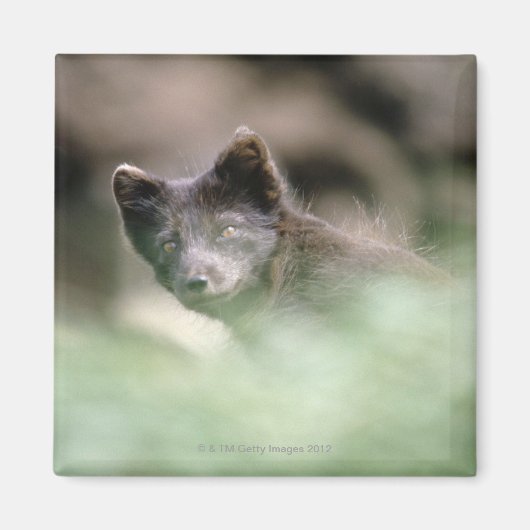 Kleine zwarte wolf magneet (Voorkant)