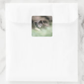 Kleine zwarte wolf vierkante sticker (Tas)