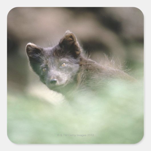 Kleine zwarte wolf vierkante sticker (Voorkant)