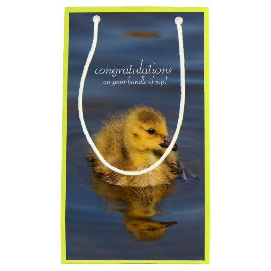 Kleine zwemmer: Canada Goose Gosling Klein Cadeauzakje (Voorkant)
