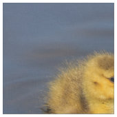 Kleine zwemmer: Canada Goose Gosling Stof (Close Up)