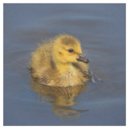 Kleine zwemmer: Canada Goose Gosling Stof
