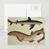 Kleinere zeehonden briefkaart (Voorkant / Achterkant)