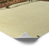 Kleinere zeehonden poster (Hoek)