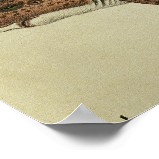 Kleinere zeehonden poster (Hoek)