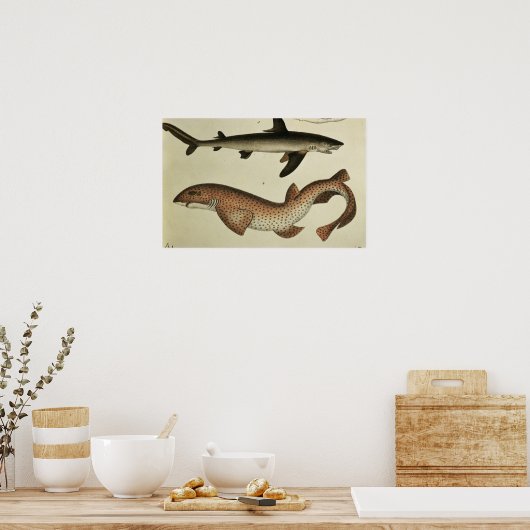 Kleinere zeehonden poster (Keuken)