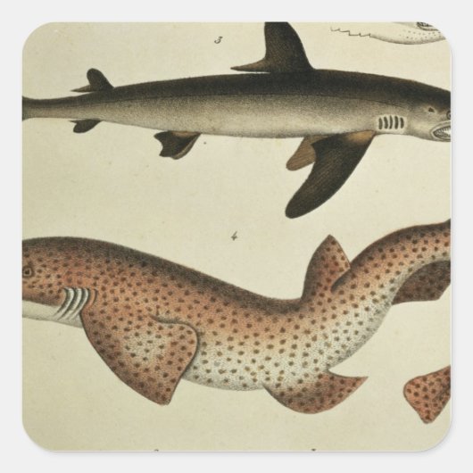 Kleinere zeehonden vierkante sticker (Voorkant)