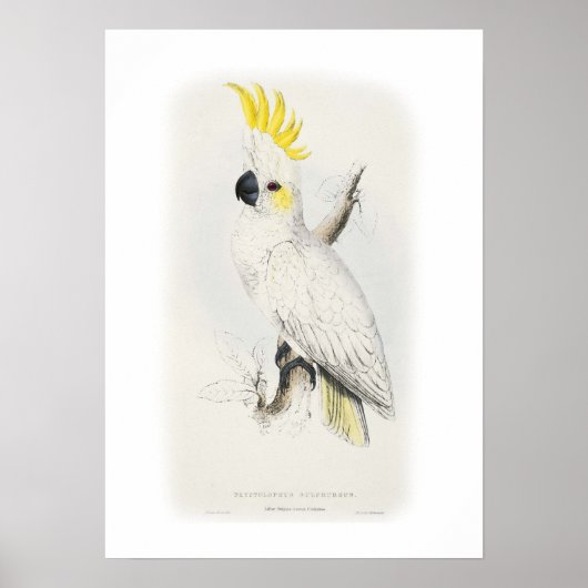 Kleinere zwavelcreste cockatoo poster (Voorkant)