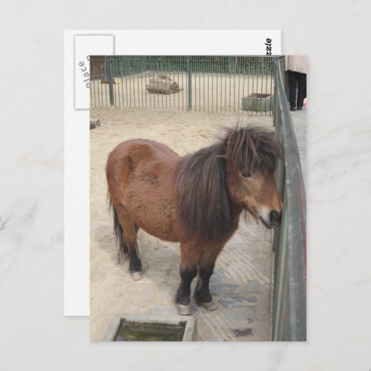 Kleines Pony Briefkaart (Voorkant / Achterkant)