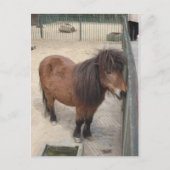 Kleines Pony Briefkaart (Voorkant)