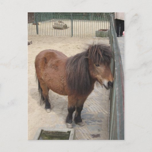 Kleines Pony Briefkaart (Voorkant)