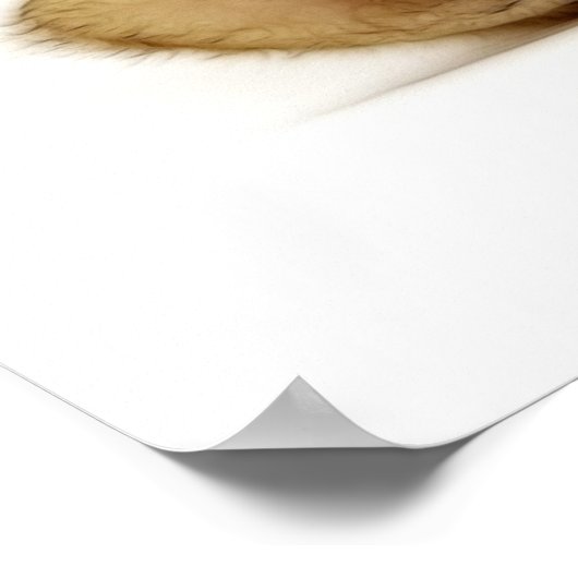 KLEINKAT POSTER (Hoek)