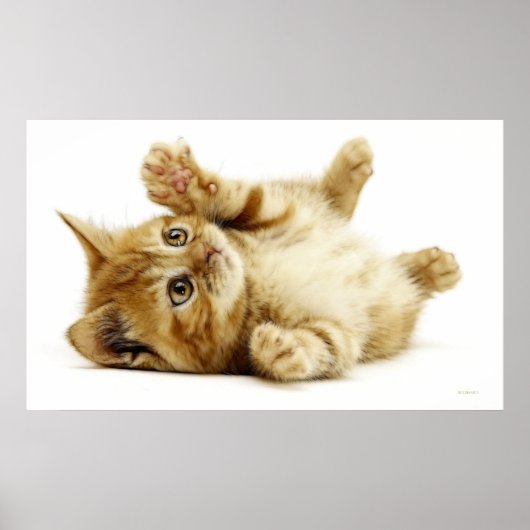 KLEINKAT POSTER (Voorkant)