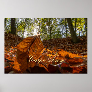 Kleinkleurige bladeren van Carpe Diem Poster