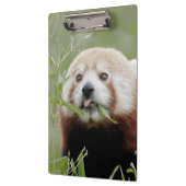 Klembord Foto rode panda, dieren. (Links)