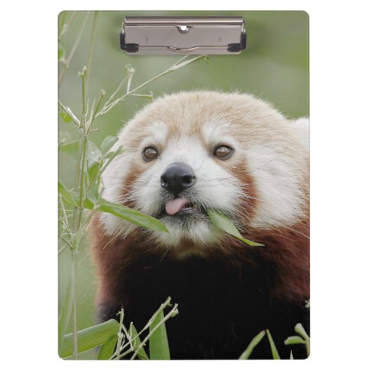 Klembord Foto rode panda, dieren. (Voorkant)