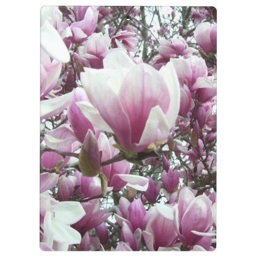 Klembord - Saucer Magnolia (Achterkant)