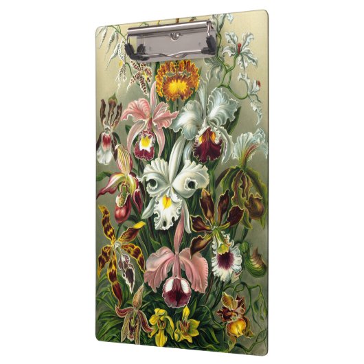 Klembord van Ernst Haeckel Orchidaceae (Links)