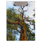 Klembord van Mossy Tree (Voorkant)