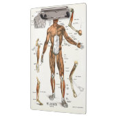 Klembord voor anatomie (Links)
