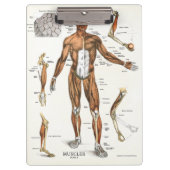 Klembord voor anatomie (Voorkant)