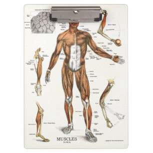Klembord voor anatomie