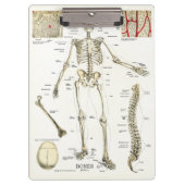 Klembord voor anatomie van het kantoor van artsen (Voorkant)